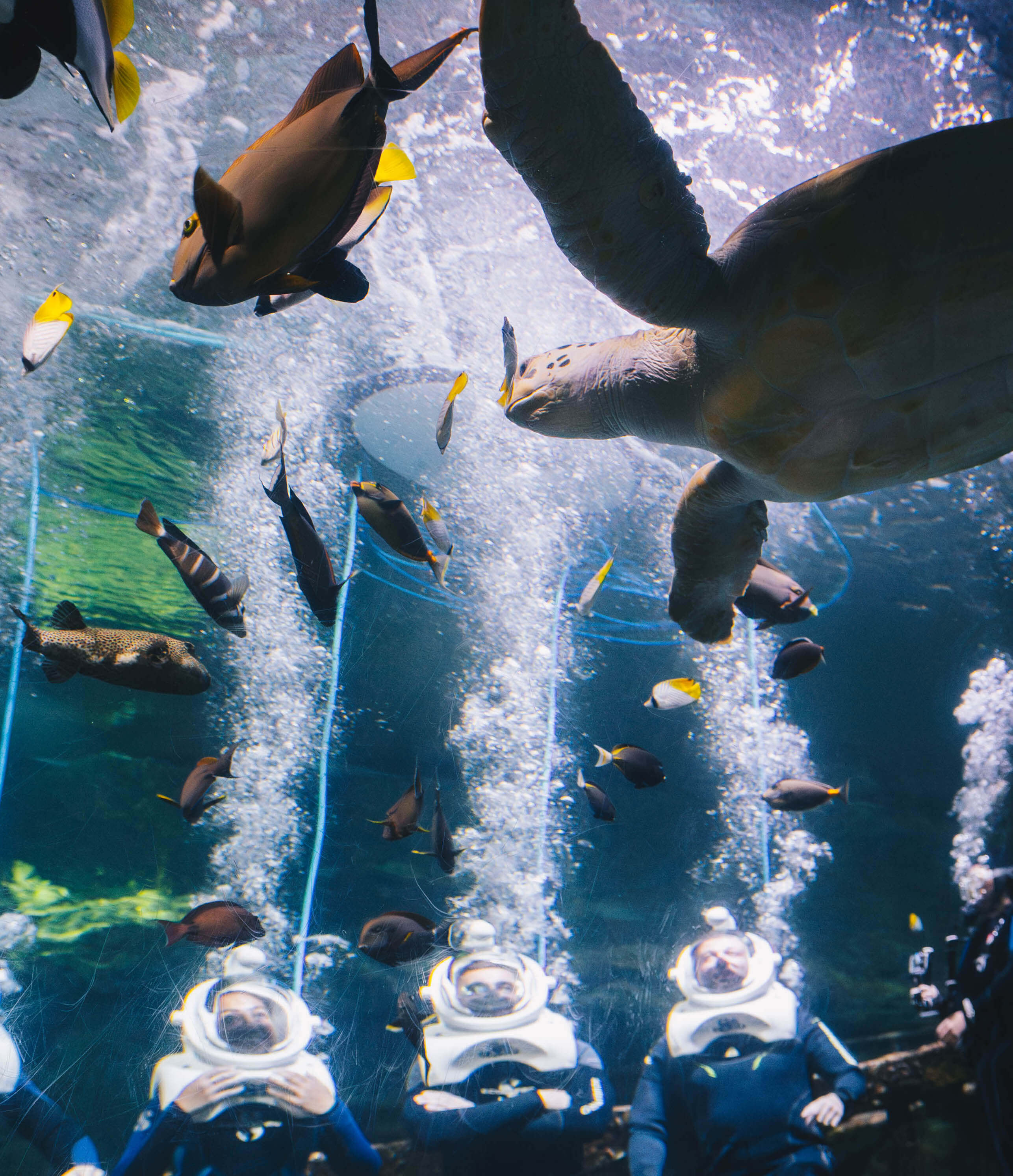 Sea Turtle Exhibit - Pacific Coral Reef